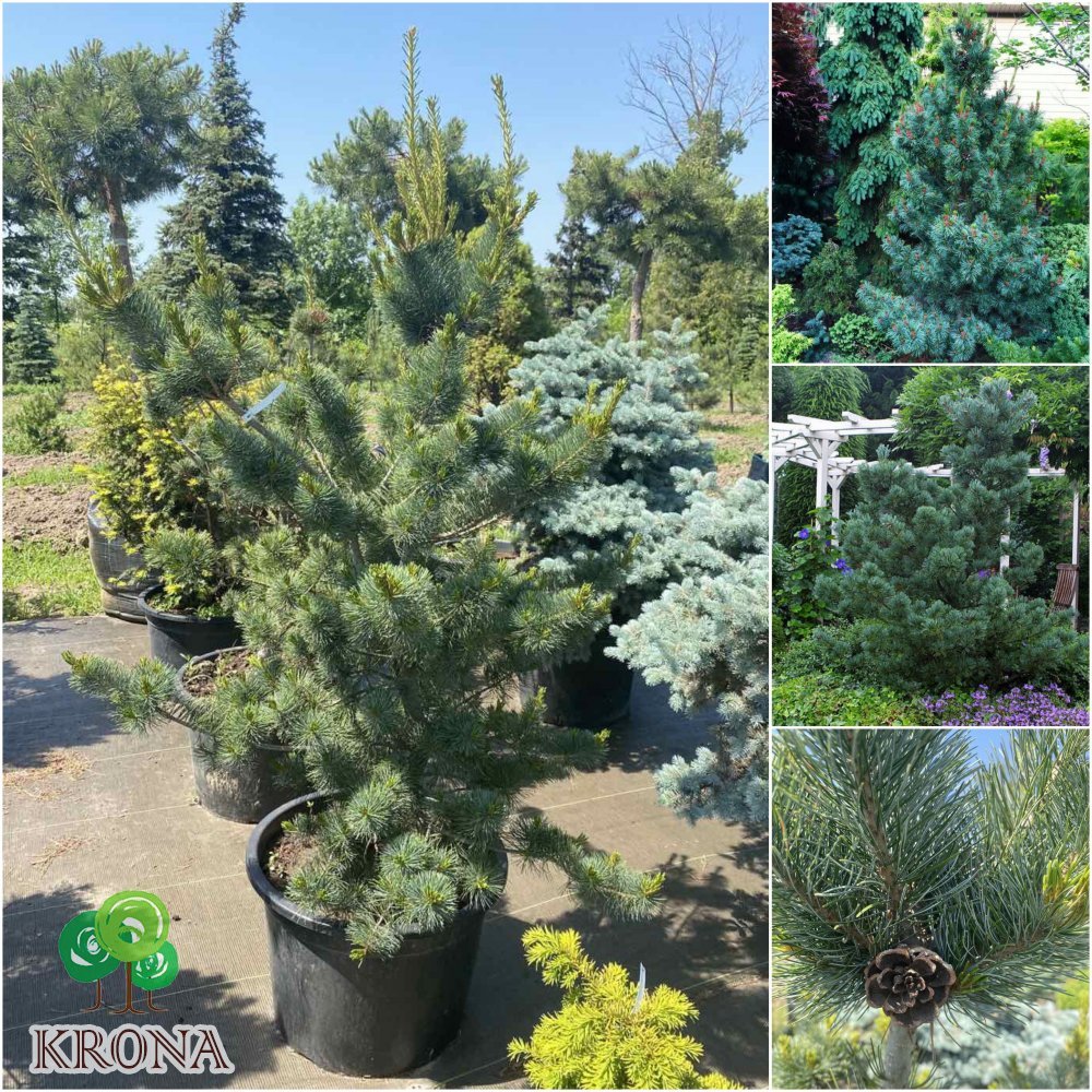 Саджанці купити Сосна дрібноквіткова (Pinus parviflora) "Negishi"/Н 150 см+/контейнер