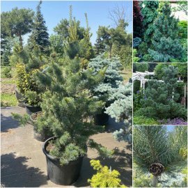 Сосна дрібноквіткова (Pinus parviflora) "Negishi"/Н 150 см+/контейнер