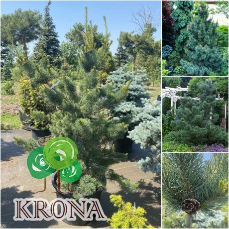 Саджанці купити Сосна дрібноквіткова (Pinus parviflora) "Negishi"/Н 150 см+/контейнер
