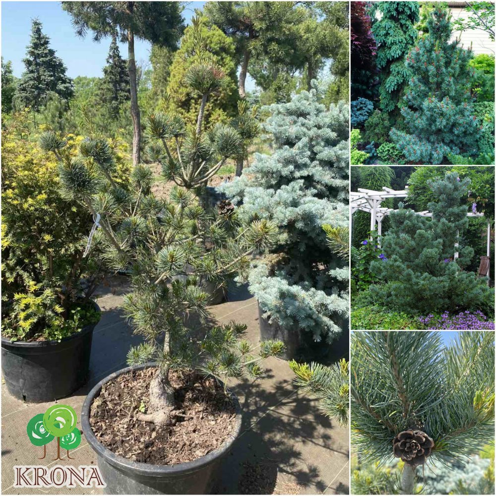 Саджанці купити Сосна дрібноквіткова (Pinus parviflora) "Negishi"/Н 120 см+/контейнер