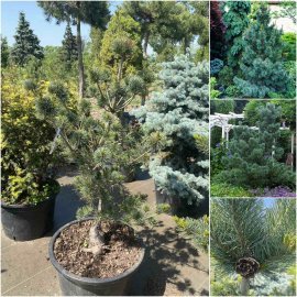 Сосна дрібноквіткова (Pinus parviflora) "Negishi"/Н 120 см+/контейнер