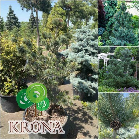 Саджанці купити Сосна дрібноквіткова (Pinus parviflora) "Negishi"/Н 120 см+/контейнер