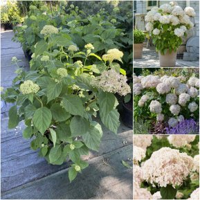 Гортензія деревоподібна (Hydrangea arborescens) "Candybelle Marshmallow"/ контейнер С5 L