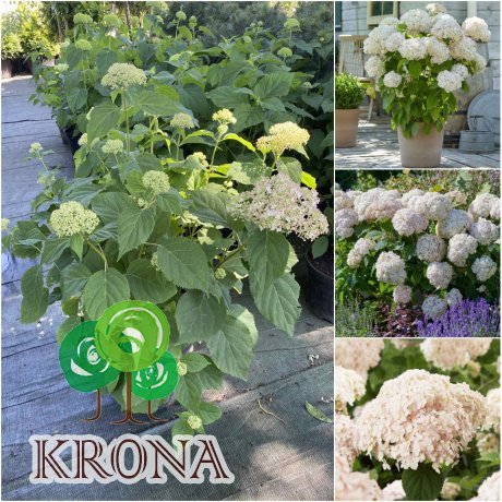 Саджанці купити Гортензія деревоподібна (Hydrangea arborescens) "Candybelle Marshmallow"/ контейнер С5 L