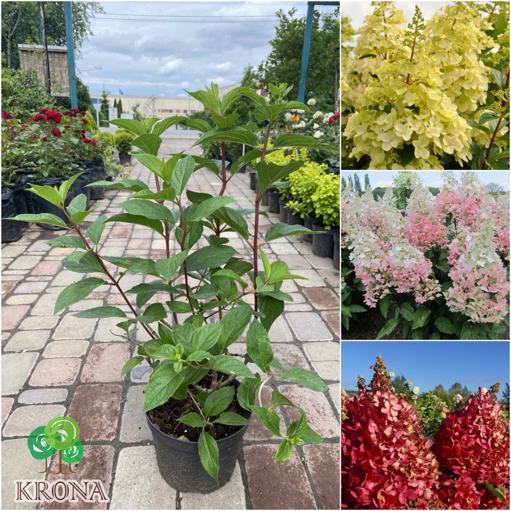 Саджанці купити Гортензія волотиста "Стробері Блоссом "  (Hydrandea paniculata) "Strawberry Blossom" / контейнер C3 L