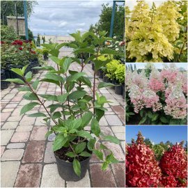 Гортензія волотиста "Стробері Блоссом "  (Hydrandea paniculata) "Strawberry Blossom" / контейнер C3 L