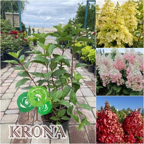 Саджанці купити Гортензія волотиста "Стробері Блоссом "  (Hydrandea paniculata) "Strawberry Blossom" / контейнер C3 L