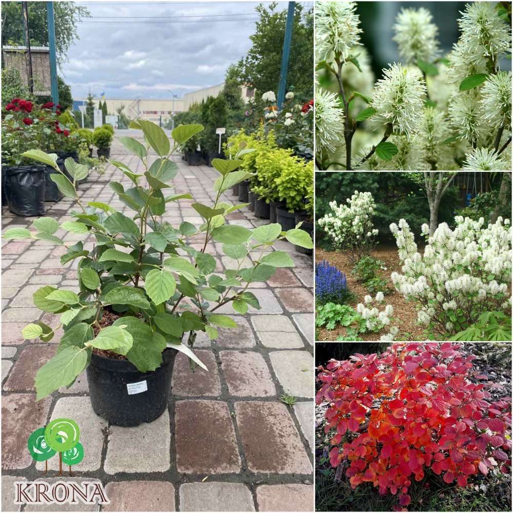 Саджанці купити Фотергіла середня (Fothergilla intermedia) "Red Licorice" /Н 60 см/ контейнер С7 L