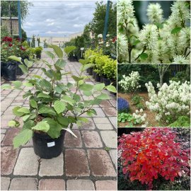 Фотергіла середня (Fothergilla intermedia) "Red Licorice" /Н 60 см/ контейнер С7 L