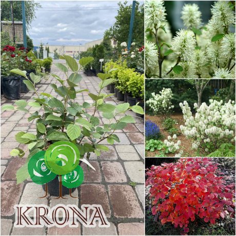 Саджанці купити Фотергіла середня (Fothergilla intermedia) "Red Licorice" /Н 60 см/ контейнер С7 L