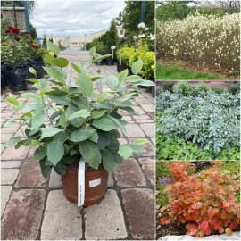 Фотергілла Гардена (Fothergilla gardenii) "Blue Mist" /Н 30-40 см/контейнер С 7.5  L