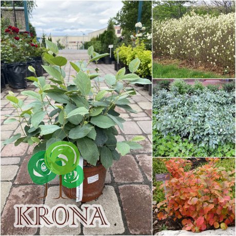Саджанці купити Фотергілла Гардена (Fothergilla gardenii) "Blue Mist" /Н 30-40 см/контейнер С 7.5  L