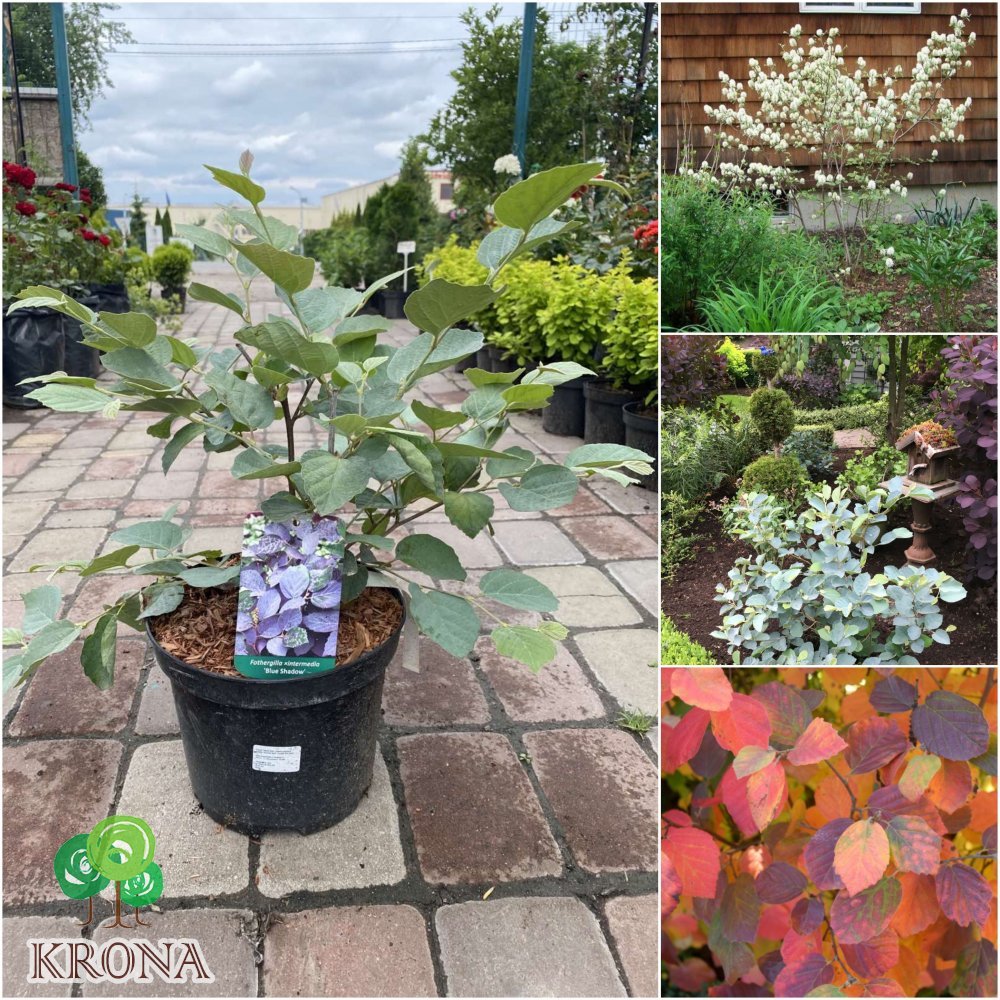 Саджанці купити Фотергіла середня (Fothergilla intermedia) "Blue Shadow" /Н 40 см/ контейнер С7.5 L