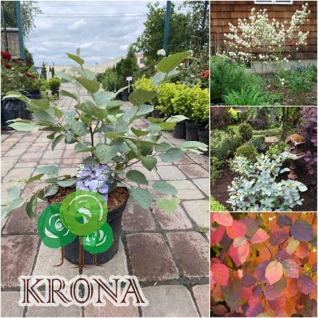 Саджанці купити Фотергіла середня (Fothergilla intermedia) "Blue Shadow" /Н 40 см/ контейнер С7.5 L