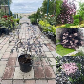 Бузина чорна (Sambucus nigra) "Black Lace" / контейнер C7.5 L Бузина чорна (Sambucus nigra) "Black Lace" / контейнер C7.5 L