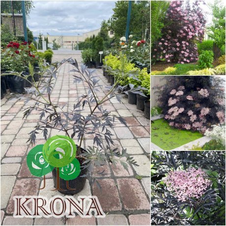 Саджанці купити Бузина чорна (Sambucus nigra) "Black Lace" / контейнер C7.5 L