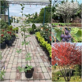 Ірга вільхолістна (Amelanchier alnifolia) "Smoky"/Н 90-120 см/контейнер C3 L