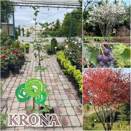 Саджанці купити Ірга вільхолістна (Amelanchier alnifolia) "Smoky"/Н 90-120 см/контейнер C3 L