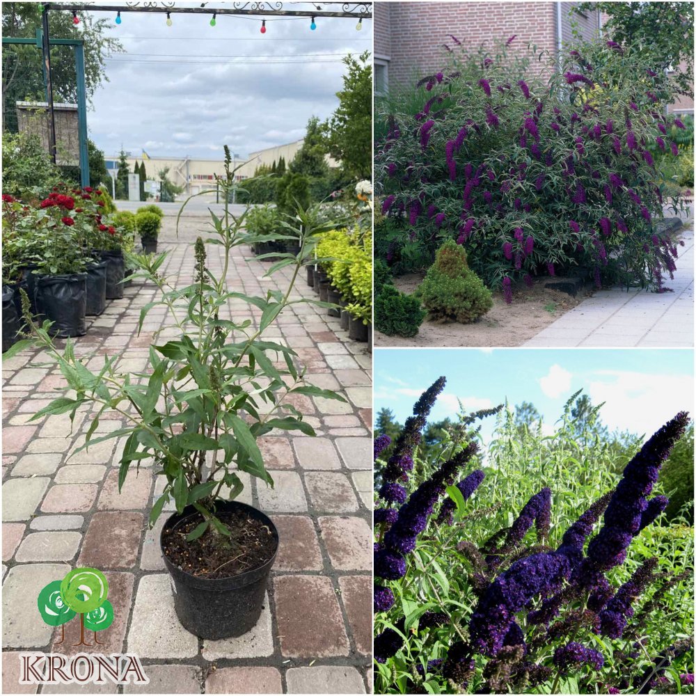 Саджанці купити Буддлея Давида " Блек Кінг"(Buddleja Davidii) "Black Knight" / контейнер C7.5 L