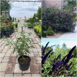 Буддлея Давида " Блек Кінг"(Buddleja Davidii) "Black Knight" / контейнер C7.5 L