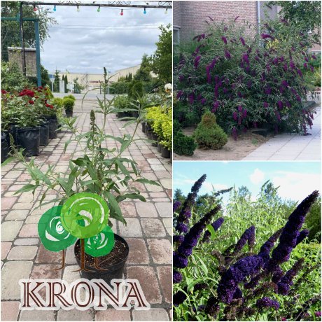 Саджанці купити Буддлея Давида " Блек Кінг"(Buddleja Davidii) "Black Knight" / контейнер C7.5 L