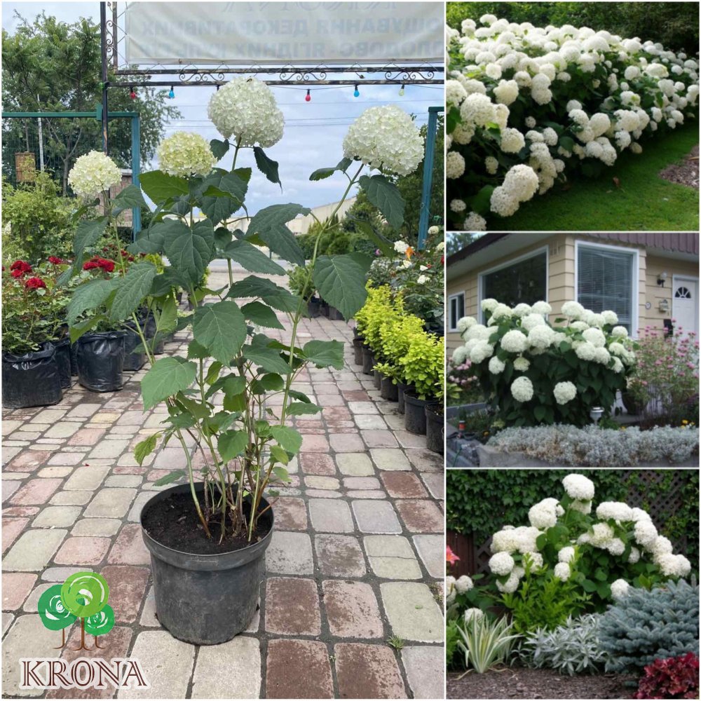 Саджанці купити Гортензія деревоподібна "Анабель"/ (Hydrangea arborescens) "Annabelle" / контейнер C7.5 L