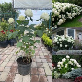 Гортензія деревоподібна "Анабель"/ (Hydrangea arborescens) "Annabelle" / контейнер C7.5 L