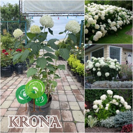 Саджанці купити Гортензія деревоподібна "Анабель"/ (Hydrangea arborescens) "Annabelle" / контейнер C7.5 L
