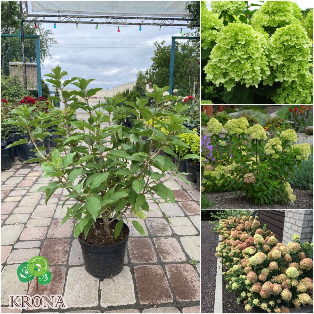 Саджанці купити Гортензія волотиста (Hydrangea paniculata) "Little Lime" / контейнер C3 L