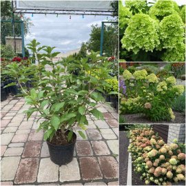 Гортензія волотиста (Hydrangea paniculata) "Little Lime" / контейнер C3 L