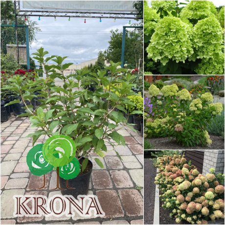 Саджанці купити Гортензія волотиста (Hydrangea paniculata) "Little Lime" / контейнер C3 L