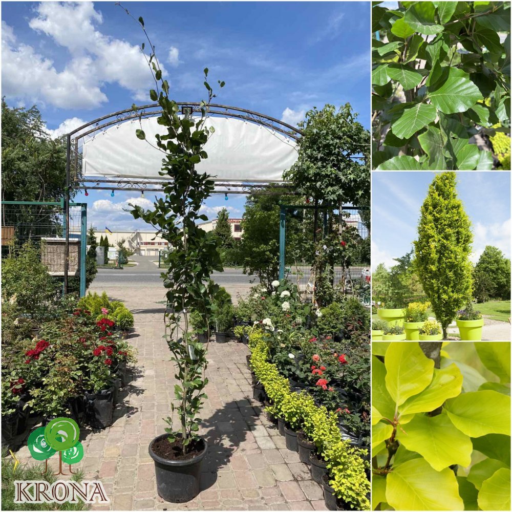 Саджанці купити Бук лісовий (Fagus sylvatica) "Dawyck Gold" /Н 170-210 см/контейнер С15 L