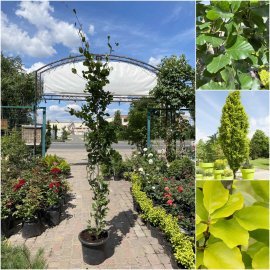 Бук лісовий (Fagus sylvatica) "Dawyck Gold" /Н 170-210 см/контейнер С15 L