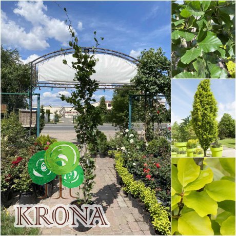 Саджанці купити Бук лісовий (Fagus sylvatica) "Dawyck Gold" /Н 170-210 см/контейнер С15 L