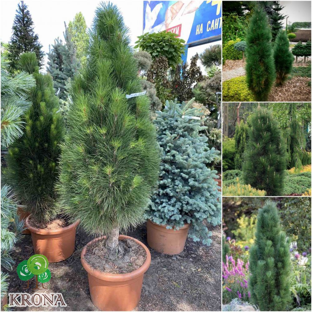 Саджанці купити Сосна чорна (Pinus nigra) "Green Tower"/H 140-150 см/контейнер
