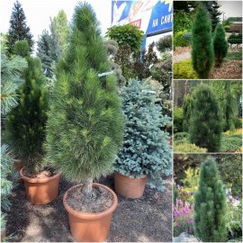 Сосна чорна (Pinus nigra) "Green Tower"/H 140-150 см/контейнер