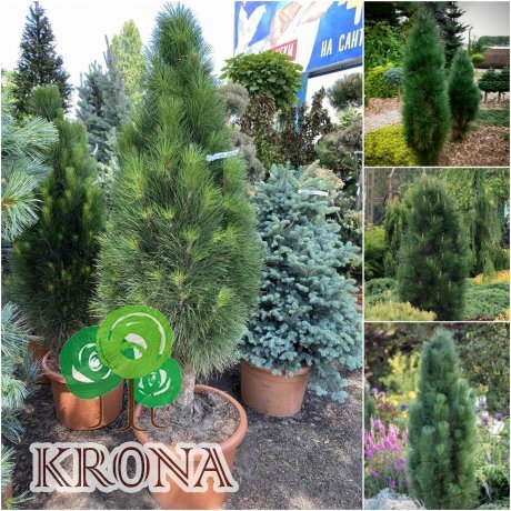Саджанці купити Сосна чорна (Pinus nigra) "Green Tower"/H 140-150 см/контейнер