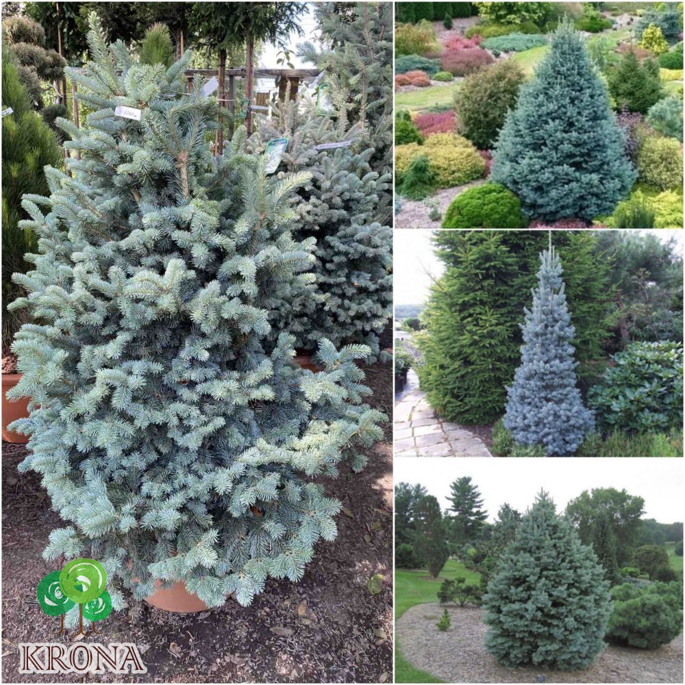 Саджанці купити Ялиця субальпійська (Abies lasiocarpa) "Compacta" /Н 110-120 см/D 100 см/ контейнер С45 L