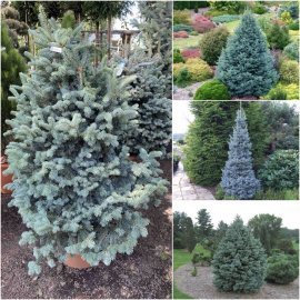 Ялиця субальпійська (Abies lasiocarpa) "Compacta" /Н 110-120 см/D 100 см/ контейнер С45 L