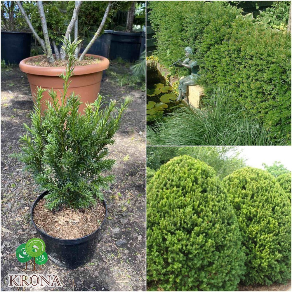 Саджанці купити Тис середній (Taxus media) "Groenland"/Н 30-35 см/контейнер С15 L