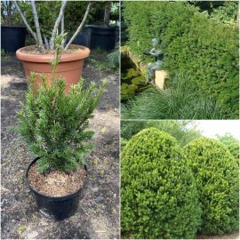 Тис середній (Taxus media) "Groenland"/Н 30-35 см/контейнер С15 L