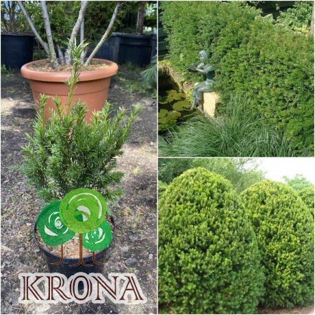 Саджанці купити Тис середній (Taxus media) "Groenland"/Н 30-35 см/контейнер С15 L