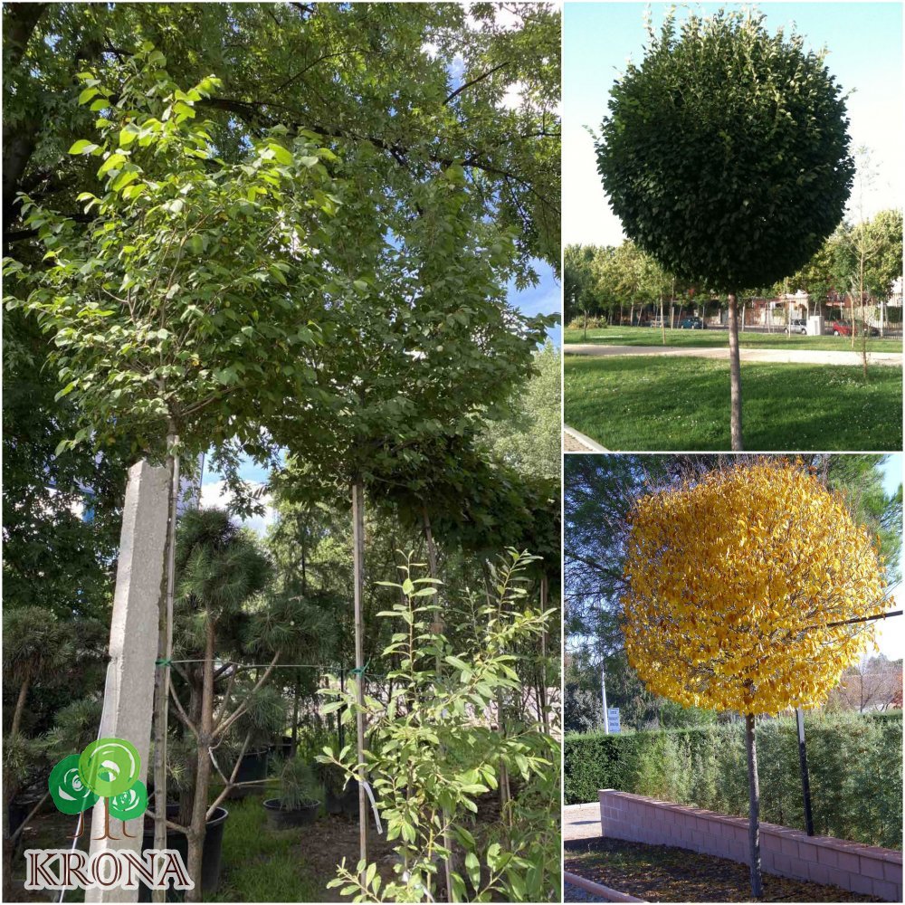 Саджанці купити В'яз малий (Ulmus minor) "Umbraculifera" /Stam 210-220 см/АЛЕ 12-14 см/ контейнер