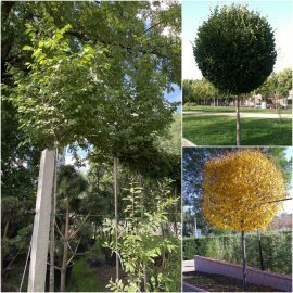 В'яз малий (Ulmus minor) "Umbraculifera" /Stam 210-220 см/АЛЕ 12-14 см/ контейнер