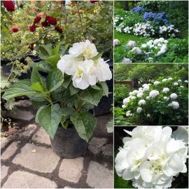 Гортензія крупнолистова (Hydrangea macropylla) "Shakira"/контейнер С3L