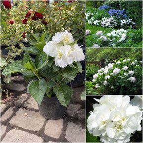 Гортензія крупнолистова (Hydrangea macropylla) "Shakira"/контейнер С3L