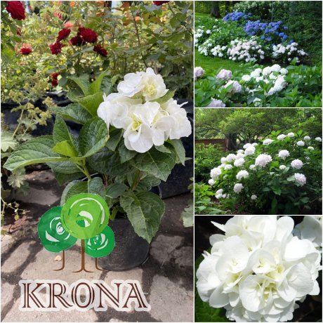 Саджанці купити Гортензія крупнолистова (Hydrangea macropylla) "Shakira"/контейнер С3L