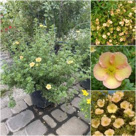 Перстач чагарниковий (Potentilla fruticosa) "Daydawn"/ контейнер С5 L Перстач чагарниковий (Potentilla fruticosa) "Daydawn"/ контейнер С5 L