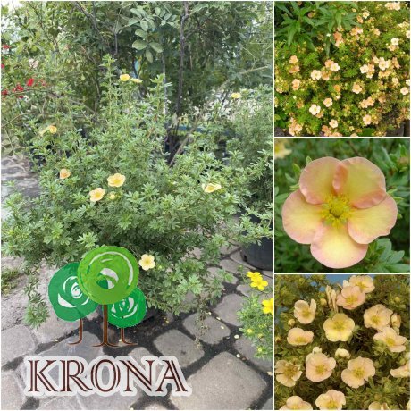 Саджанці купити Перстач чагарниковий (Potentilla fruticosa) "Daydawn"/ контейнер С5 L