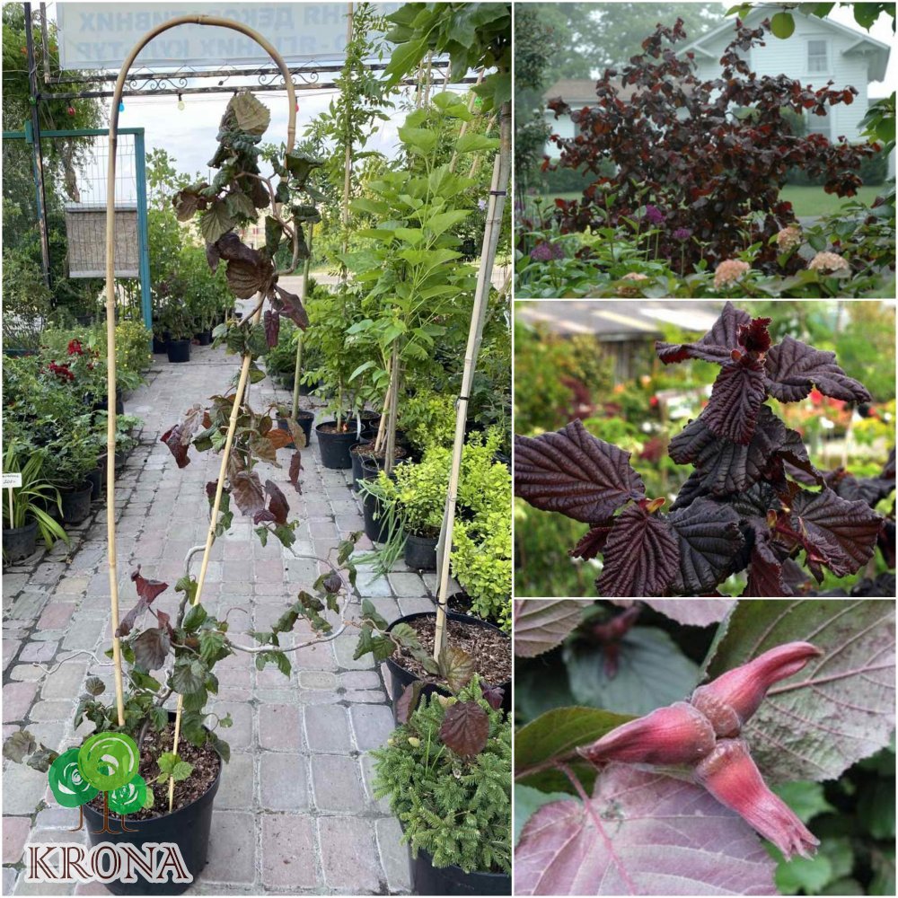 Саджанці купити Ліщина звичайна (Corylus avellana) "Red Majestic"/Н 80-100 см/контейнер